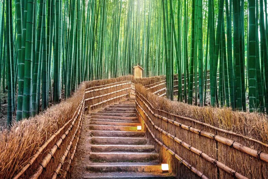 Arashiyama Bamboo Grove